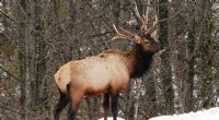 Elk Hoof Disease Linked to Antler Abnormalities - WSU Study