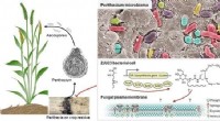 Microbiota-Based Strategies to Combat Fungal Diseases