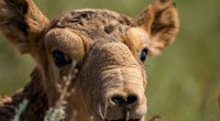 Saiga Antelope Population Rebounds to Over 1.3 Million in Kazakhstan
