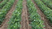 Cover Crops for Enhanced Crop Production: Best Practices & Benefits