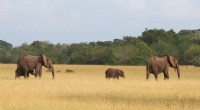 Gabon Advocates for Financial Value of Conservation at UN Summit
