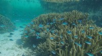 Ancient Great Barrier Reef Reveals 8,000 Years of Climate Change