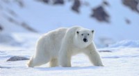 Polar Bear Feces Reveal Chemical Accumulation in the Body - U of T Scarborough Study