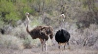 Ostriches and Climate Change: Understanding Temperature Sensitivity