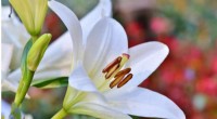 Tracking Lily Scent Release with Optical Interferometry | KAIST Research