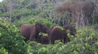 Gabon s Innovative Anti-Poaching Strategy: Protecting Forest Elephants