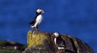 North Sea Puffin Population Decline: Conservation Concerns