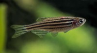 Zebrafish Research Reveals Evolutionary Trade-offs in Lab Settings