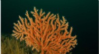 UK Coral Resilience: Study Finds Potential for Expansion Amid Climate Change