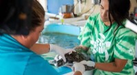 DNA Tracking Advances Sea Turtle Conservation Efforts