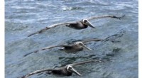 California Investigates Increase in Sick and Dead Brown Pelicans