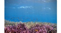 AI Detects Coral Reef Health Through Acoustic Analysis