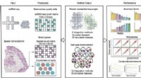Spatial Transcriptomics Integration: A Benchmark for Cell Type Deconvolution