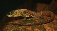 Reptile Extinction Risk: New Study Reveals Higher Numbers Than Previously Estimated