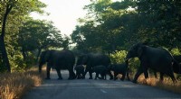 Zimbabwe Elephant Population Growth: Human-Wildlife Conflict Escalates