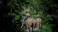 Critically Endangered Sumatran Elephant & Calf Dies – Possible Poisoning in Indonesia