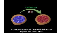 CRISPR Starch Modification in Potatoes: Enhancing Culinary & Industrial Applications