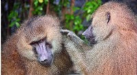 Male Bonds and Reproductive Success in Guinea Baboons: A Study in Social Complexity