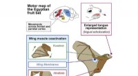 Bat Brain Structure: Unlocking Echolocation & Flight Secrets