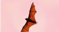 Mapping Bat Host Hotspots for Coronavirus Outbreak Prediction