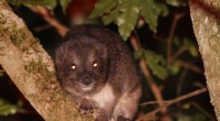 Unveiling the Lives of Kenyan Tree Hyraxes: New Research Insights