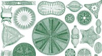 Diatoms: Harnessing Green Algae for a Sustainable Future