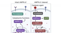 AMPK Research: Novel Modification May Enhance Cancer Treatment Efficacy