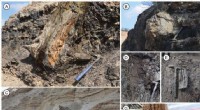 New Fossil Wood Species Discovered in Yunnan, China - Insights into Miocene Ecosystems