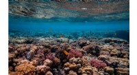 The Vibrant Soundscape of Healthy Coral Reefs