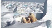 Innovative Radar System Detects Polar Bears in Arctic Environments