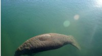 Florida Manatee Population Receives $2 Million Boost for Habitat Protection