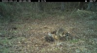 Raccoons Aren t As Picky As You Think: New Research on Scavenger Diets