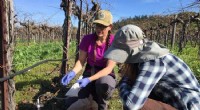 Tracking Sulfur Use in Wine Production for Sustainable Practices
