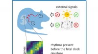 How Maternal Behavior Influences Fetal Circadian Rhythm Development