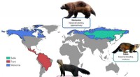 Unraveling Mustelid Diversity: Insights from Reference Genomes