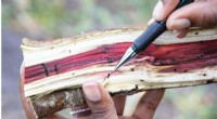 Polyphagous Shot Hole Borer: $18.45 Billion Economic Impact on South Africa