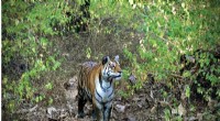 Tiger Movement Corridors in Central India: A New Study