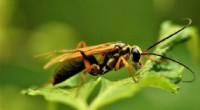 Solitary Wasps: Fascinating Facts About These Often-Overlooked Insects