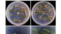 CRISPR-Cas9 Enhancements: Boosting Plant Genome Editing for Improved Growth