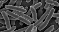 Long-Term Bacterial Evolution: Insights from the E. coli Experiment