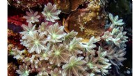 Sea Corals: A Promising Source of Anti-Cancer Compounds