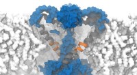 Computational Simulations Uncover Novel Cellular Processes