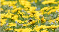 Protecting UK Bumblebees: Habitat Diversity Key to Conservation - 10-Year Study
