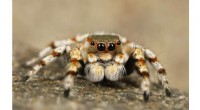 Global Trade in Arachnids: A Comprehensive Analysis of 1,264 Species