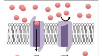 Novel Inactivation Mechanism Discovered for Voltage-Gated Ion Channel