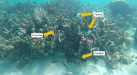 Reduced Boat Noise Boosts Coral Reef Fish Breeding Success