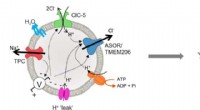 ASOR Chloride Channels Essential for Macropinocytic Vesicle Shrinkage