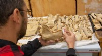 Rare Etruscan Bear Jaw Discovered in Taurida Cave - Paleontology News