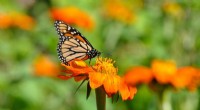 Light Pollution Disrupts Monarch Butterfly Navigation: Research Findings