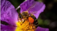 DNA in Honey: Unlocking Insights into Honeybee Health and Diet